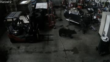 卸売市場の倉庫に入り込んだクマを箱わなで捕獲…秋田市　隣接地区で相次いで目撃も同一個体か不明