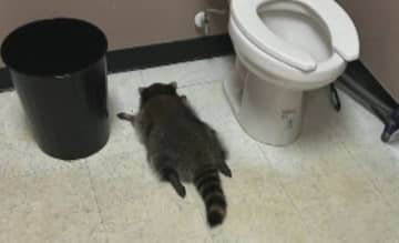 “泥酔アライグマ”が酒店のトイレで爆睡　“人間くさい行動”が世界的話題に…グッズも爆売れで売り上げ“4000”万円　アメリカ