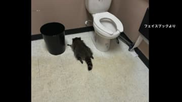 酒店で大暴れ、トイレで酔いつぶれたアライグマが一転ヒーローに　チャリティーグッズ爆売れ…売り上げ4000万円　アメリカ・バージニア州