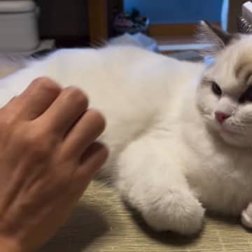 愛猫のことを撫でようと『手を伸ばした』次の瞬間…まるでコントのような『まさかの展開』に爆笑の声「ずっと見ていられるｗ」「貫禄ありありｗ」
