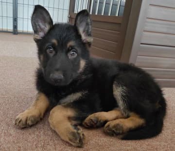 初対面で足元から離れなかった子犬のジャーマン・シェパード！　4年後、頼もしさと優しさが際立つ存在に成長！