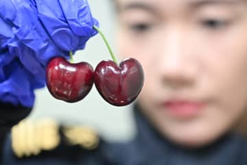 中国市場に輸入チェリー大量入荷、価格が急落