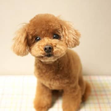 犬が『心配している』ときにみせるサイン4選　飼い主が悲しんでいるのが分かるの？
