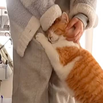 甘えん坊の元野良猫→作業中のママに…かまってほしくて見せた『悶絶級の行動』が29万再生「ほんとに相思相愛なのね」「なんて素敵な日常」
