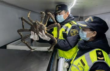 新疆ウイグル自治区、2025年の生タラバガニ輸入額が1億元突破
