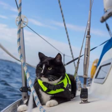 極寒の北極圏をともに生き延びた！　探検家の孤独な船旅を支え、成功に導いた三毛猫