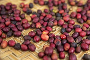 1-11月の雲南省のコーヒー・関連製品輸出額が8億4000万元に、全国首位―中国