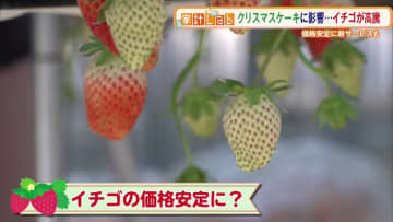 収穫量2～3割減、価格は平年に比べ14％増…クリスマス前にイチゴの価格高騰、その背景とは？