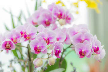 意外に簡単！初心者向け［洋ラン6種］の栽培ポイントと冬のケア方法【ガーデニング】