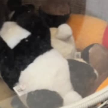 エアコン業者さんが帰った次の日、『いなくなった黒猫』を探していると…『まさかの光景』が147万再生「超馴染んでるｗ」「完璧な擬態ｗ」