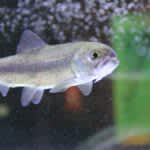 地域連携は実業高校だけの特権、大学連携はSSHや理数科のある学校の特権ではない～地域や大学との連携を通した探究活動について