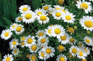 12月24日の花とは？【366日の誕生花と幸せの花言葉】