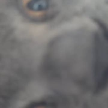 ふと『ペットカメラ』を覗いたら、映っていたのは……あまりにもホラーな『愛猫の様子』が19万再生「ビビったｗｗ」「目が合ったｗ」