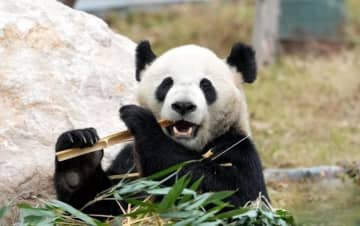 赤ちゃんパンダから高齢パンダまで、保護研究センターの綿陽中華大熊猫苑―四川省