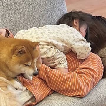 お出かけで疲れ果てた1歳の女の子と犬2匹→ママの上に乗っかって…尊すぎる『疲れの癒し方』が26万再生「幸せの重さ全開」「たまらん…」