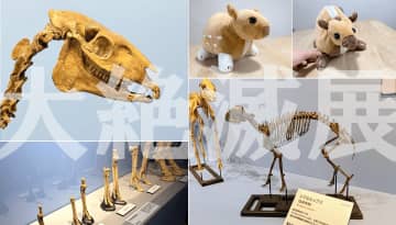 ウマ好きが科博 特別展「大絶滅展―生命史のビッグファイブ」を訪れるべき3つの理由