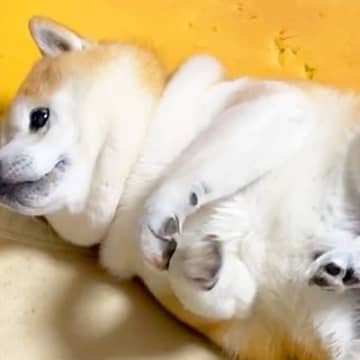 『寝返りを打った犬』がお布団の間に挟まってしまい…身動きが取れない時に見せた『リアクション』が5万再生「無防備で好き」「無為自然」