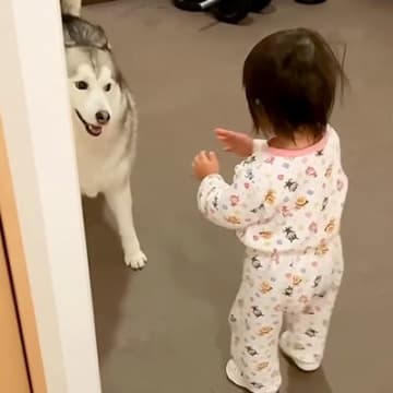 大きなシベリアンハスキーを怖がる1歳の女の子→それでも近づいて…尊すぎる『お互いの反応』が384万再生「ずっと見てられる」「優しい光景」