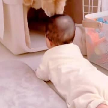 赤ちゃんがハイハイで『大型犬のクレートに近付いた』結果→戸惑ってしまい…困り果てる光景が可愛いと反響「配慮が素晴らしい」「視線たまらん」
