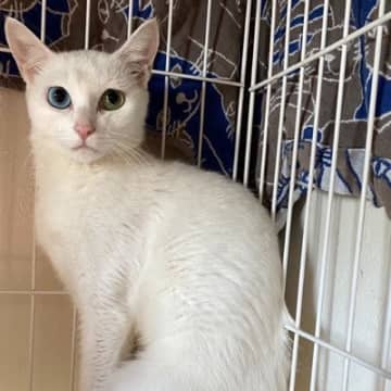 ガリガリに痩せて『人間を怖がっていた保護猫』→たくさんの愛を受け取った結果…当時が嘘のような『見違えるビフォーアフター』に感動