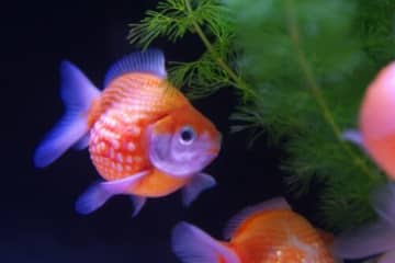 まんまるフォルムが可愛い高級金魚すくいにチャレンジ！お正月限定「ピンポンパールすくい」開催★【1月2日〜4日/フォレオ大津一里山】