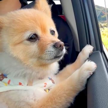 7ヶ月ぶりに帰省→犬と一緒に行こうとしたら、嬉しくなりすぎてしまい…思わず笑顔になる光景が48万再生「心が暖かくなった」「ほっこり」