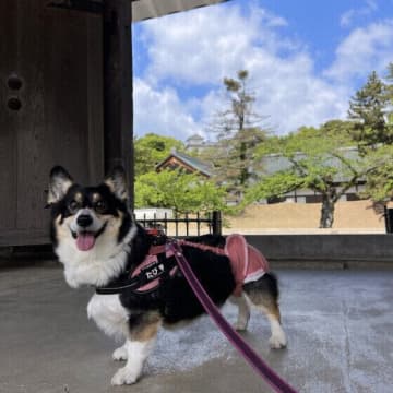シニア期だけじゃない！レジャー施設で役立つ愛犬のおむつと慣れさせるポイント