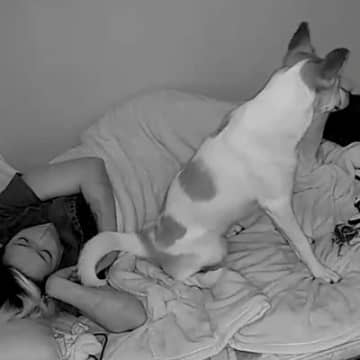夜、飼い主と一緒に寝る元保護犬→突然起き上がり…カメラが映した『まさかの行動』が泣けると3万いいね「可愛すぎて涙が出た」「私も混ぜて」