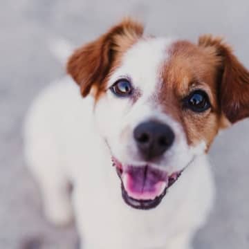 犬が『笑顔』をみせているときの心理4つ　嬉しくて笑っているの？注意すべき表情まで