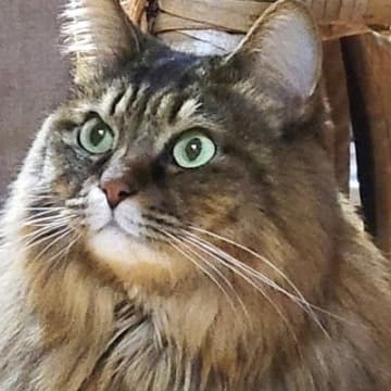 『モフモフな猫』が座った結果→全身を見ると……『あまりにも綺麗すぎるシルエット』に２万いいね「美しい」「ゴージャスな毛並み」と反響