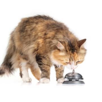 猫が習得しやすい『芸』3選　教えるときのコツや覚えさせるメリットもご紹介