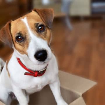 『V字型・三角耳を持つ』犬種4つ　それぞれの共通点やお世話する際のポイントまで