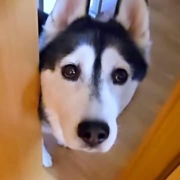 仕事中に大型犬が『ピンチです、来てください』と呼びに来たのでついて行くと…2匹の猫がしていた『謎行動』が11万再生「なんでそうなったｗ」