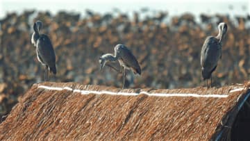 金湖湿地公園で渡り鳥数万羽が越冬　中国湖北省