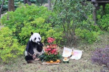 中日のパンダファンが広西に集結、帰国パンダ「明浜」の誕生日を祝う―中国メディア