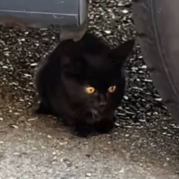 車の下に潜んでいた『小さな野良猫』を見守っていると…思いもよらない展開が30万再生「よろしくお願いしますｗ」「運命の出会い」と反響