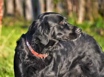 里親が見つからなかったラブラドール、“あのチーム”のマスコットとのひとときに感動→動画をきっかけに…「いちばんハッピー」