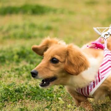 犬の吠え癖を事前に防ぐ『5つの方法』愛犬がしつこく鳴くようになってしまう要因とは？