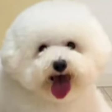 夫に犬をトリミングに連れて行くよう頼んだ結果→まるで別の動物…？衝撃的な姿で帰ってきた光景が115万再生「満足そうで草」「センスある」