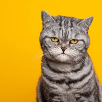 猫が耳にしたくない『大嫌いな言葉』4選　嫌がる理由から飼い主が行うべき配慮まで