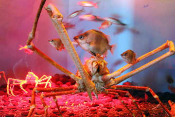 横浜・八景島シーパラダイスの冬イベント「深海生物」50種500点以上集結、イワシのパフォーマンスも