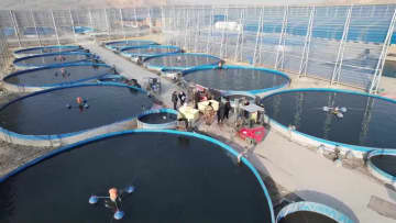 炎熱の中国・新疆トルファンで冷水魚養殖、今年の販売量は千トン近くに