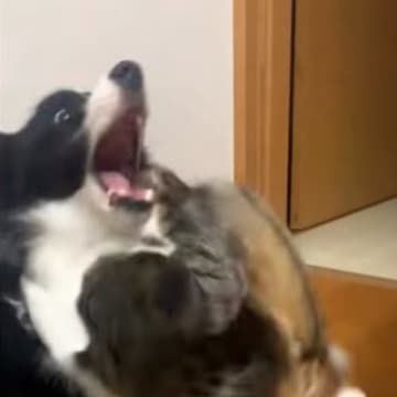 生後6か月の子猫→犬に狙いを定めると…まさかの『狙った場所』とじゃれ合いの様子が152万再生「予想以上の狩られ方ｗ」「すごいｗ」