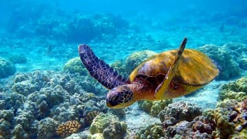 中国、国連海洋生物多様性保全に関する協定の批准書を寄託