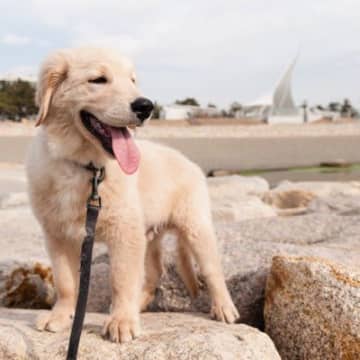 【獣医師執筆】冬の時期の子犬をお迎えするなら…飼い主さんは「こんなこと」に気を付けて！