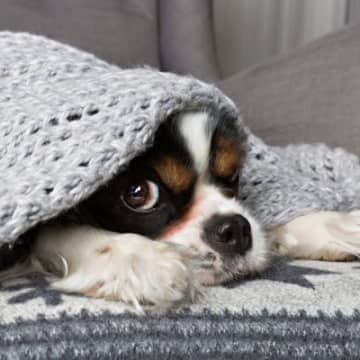 【獣医師執筆】犬の「冬の寒さ対策」暖房器具の上手な使い方や寒い時期に起こりやすいトラブルを解説