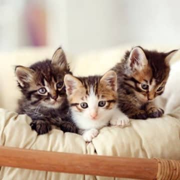 【獣医師執筆】冬の時期の子猫をお迎えするなら…飼い主さんは「こんなこと」に気を付けて！