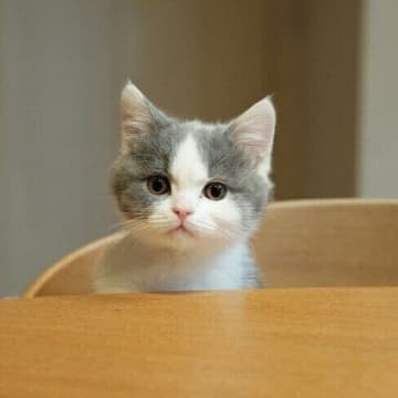 「はらはらしながら見守った」ブリショ子猫が1才に！　よく食べすくすく成長し、今では「家族を元気にする」存在に