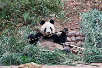 竹を味わうパンダのシンシン　中国四川省
