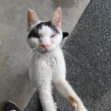 必死にしがみついてきた『ガリガリぼろぼろの野良猫』…蹴られてもなお『人間を信じ続ける姿』が60万再生「涙が出る」「幸せになってね」